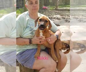 Boxer-Unknown Mix Dogs for adoption in Nesbit, MS, USA