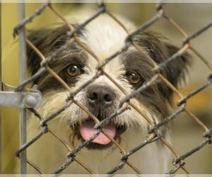 French Bulldog Dogs for adoption in Woodland, CA, USA