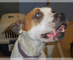 Boxer-Unknown Mix Dogs for adoption in Zanesville, OH, USA
