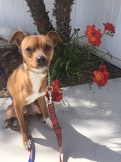 Miniature Pinscher Dogs for adoption in Newport Beach, CA, USA