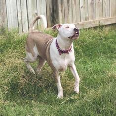 Catahoula Leopard Dog-Unknown Mix Dogs for adoption in Weatherford, TX, USA