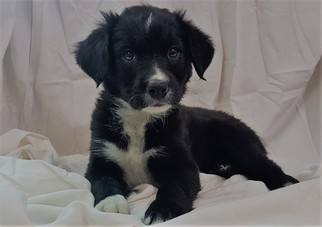 Border Collie Dogs for adoption in Chicago, IL, USA