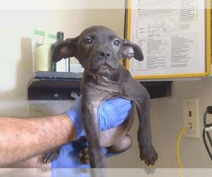 Black and Tan Coonhound-Unknown Mix Dogs for adoption in Sacramento, CA, USA