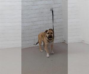 German Shepherd Dog Dogs for adoption in San Bernardino, CA, USA