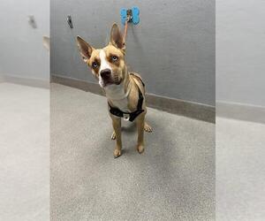 American Pit Bull Terrier-Unknown Mix Dogs for adoption in Las Vegas, NV, USA