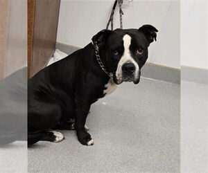 American Pit Bull Terrier Dogs for adoption in Rancho Cucamonga, CA, USA