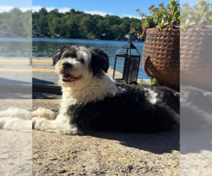 Mutt Dogs for adoption in Cranston, RI, USA