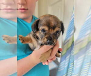 Chihuahua-Unknown Mix Dogs for adoption in Valrico, FL, USA