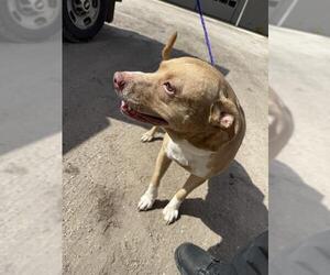 Staffordshire Bull Terrier Dogs for adoption in Houston, TX, USA