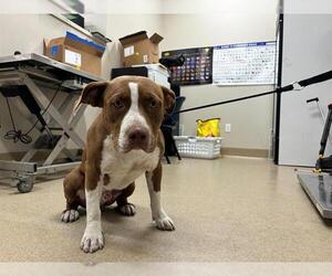 American Staffordshire Terrier-Unknown Mix Dogs for adoption in Grand Prairie, TX, USA