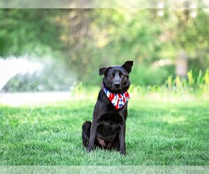 Small Retriever  Mix