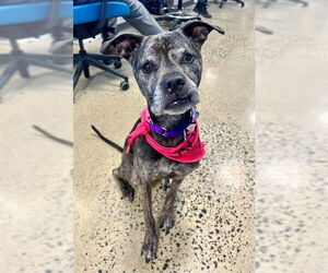 American Pit Bull Terrier Dogs for adoption in Waterford, VA, USA