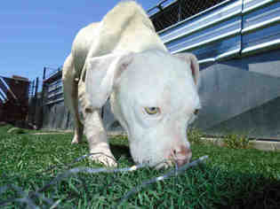 Boxer Dogs for adoption in Stockton, CA, USA