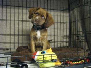 Cocker Spaniel Dogs for adoption in Clayton, CA, USA