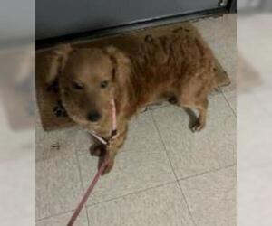 Dachshund Dogs for adoption in Sugar Land, TX, USA