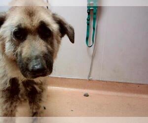 German Shepherd Dog Dogs for adoption in Martinez, CA, USA