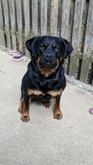 Medium Photo #1 Rottweiler Puppy For Sale in Wenonah, NJ, USA