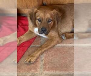 Golden Labrador Dogs for adoption in Cochise, AZ, USA