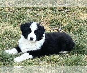 Border Collie-Unknown Mix Dogs for adoption in Incline Village, NV, USA