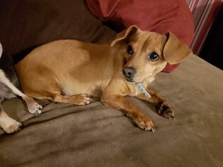 Dachshund Dogs for adoption in Killeen, TX, USA
