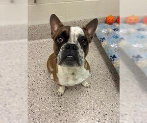 Free-Lance Bulldog Dogs for adoption in Brighton, CO, USA
