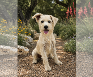Mutt Dogs for adoption in PIPE CREEK, TX, USA
