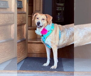 Beagle-Unknown Mix Dogs for adoption in Tabernash, CO, USA