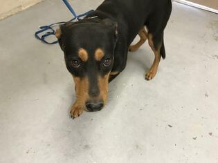 Small Miniature Pinscher Mix