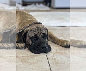 Mutt Dogs for adoption in Goodyear, AZ, USA