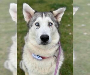 Great Pyrenees-Huskies Mix Dogs for adoption in Woodland, CA, USA