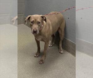 American Pit Bull Terrier-Unknown Mix Dogs for adoption in Las Vegas, NV, USA