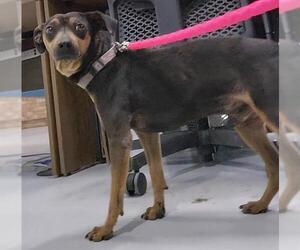 Chihuahua-Unknown Mix Dogs for adoption in Temple, TX, USA