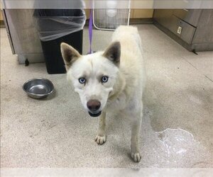 Siberian Husky Dogs for adoption in Riverside, CA, USA