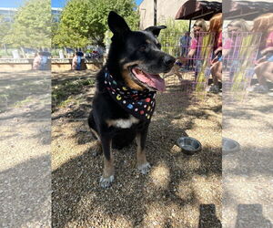 Bernese Mountain Dog-Unknown Mix Dogs for adoption in Jackson, MS, USA