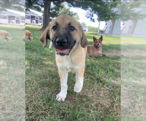 German Shepherd Dog-Great Pyrenees Mix Dogs for adoption in Aurora, IN, USA