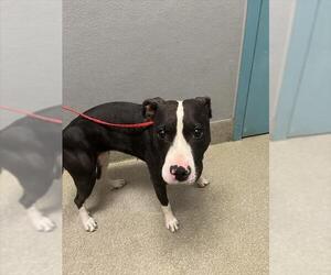 American Pit Bull Terrier-Unknown Mix Dogs for adoption in Las Vegas, NV, USA