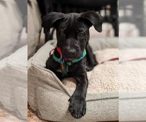 Labrador Retriever Dogs for adoption in Cary, NC, USA