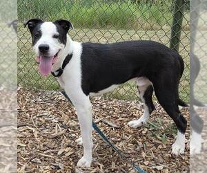 Labrador Retriever-Unknown Mix Dogs for adoption in Waterford, VA, USA