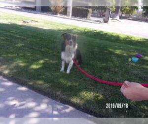 Australian Shepherd Dogs for adoption in Santa Maria, CA, USA