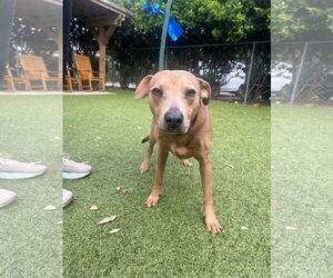 Black Mouth Cur-Unknown Mix Dogs for adoption in Hilton Head, SC, USA