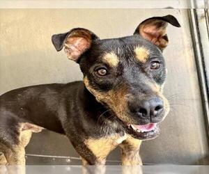 Rottweiler-Unknown Mix Dogs for adoption in San Bernardino, CA, USA