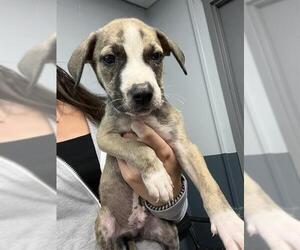 Labrador Retriever Dogs for adoption in Tallahassee, FL, USA