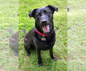 Mutt Dogs for adoption in Arlington, VA, USA