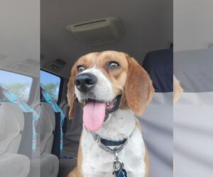 Beagle Dogs for adoption in Las Vegas, NV, USA