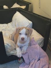 American Pit Bull Terrier Dogs for adoption in Spotsylvania, VA, USA