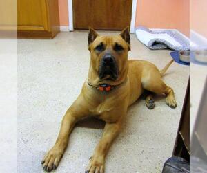 Presa Canario Dogs for adoption in York, SC, USA