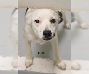 Border Terrier Dogs for adoption in Augusta, GA, USA