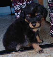 Medium Photo #1 Miniature Pinscher-Unknown Mix Puppy For Sale in Social Circle, GA, USA