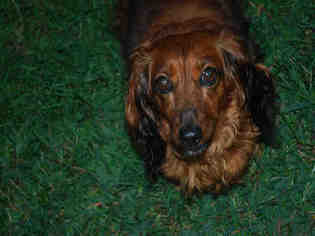 Dachshund Dogs for adoption in Brewster, MA, USA