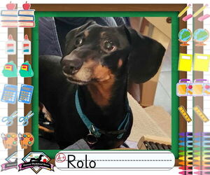 Dachshund Dogs for adoption in San Antonio, TX, USA